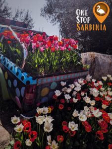 Wide view of a colorful tulip bed at Giardino dei Tulipani in Sardinia, showcasing various tulip varieties.