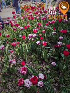 Close-up of vibrant tulip in full bloom at Giardino dei Tulipani, Sardinia.