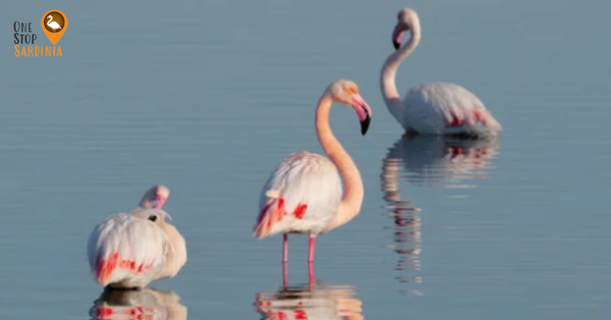 A pink flamingo standing gracefully in the Pond of Molentargius in Cagliari, as part of the protected natural reserve.